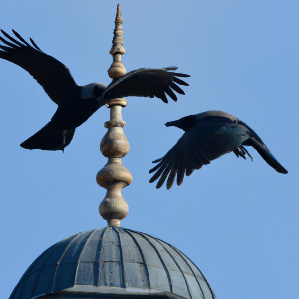 Ruyada Karga Gormek Diyanet