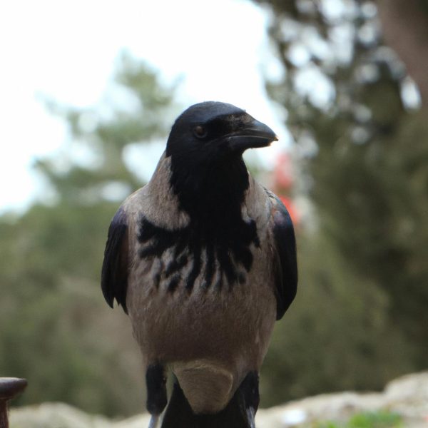 Ruyada Karga Surusu Gormek