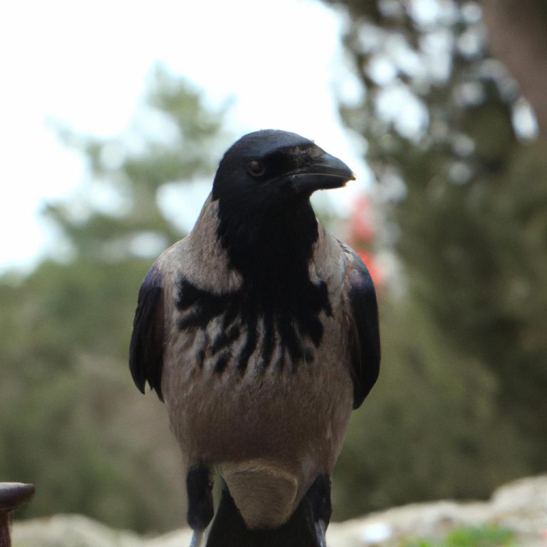 Ruyada Karga Surusu Gormek