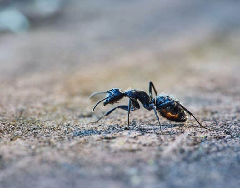 Rüyada Karınca Görmek