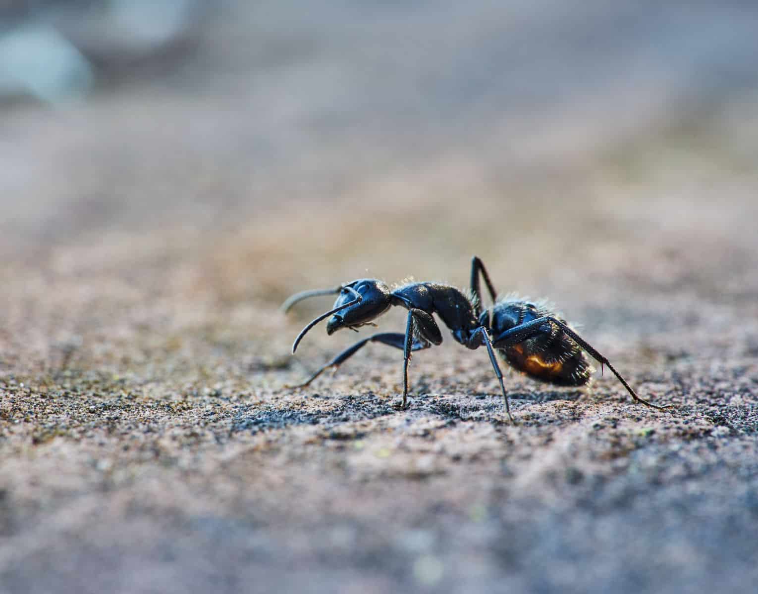Rüyada Karınca Görmek