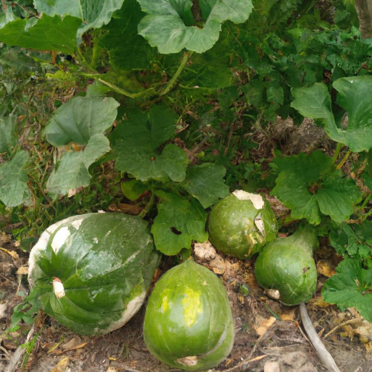 Ruyada Karpuz Gormek Ne Demek