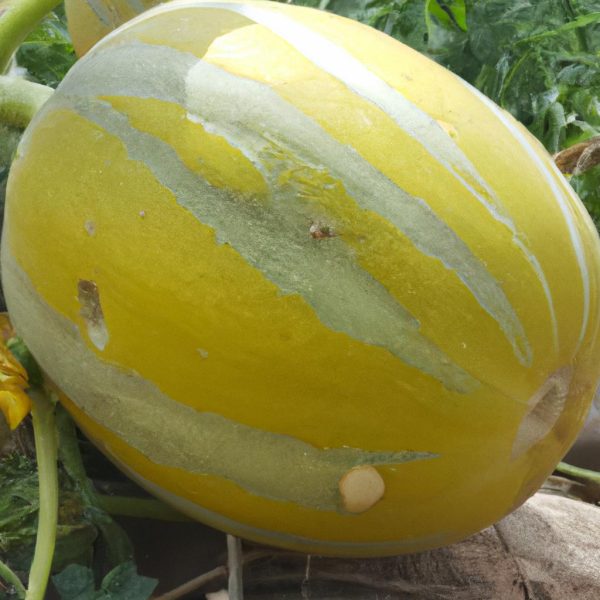 Ruyada Karpuz Kesmek