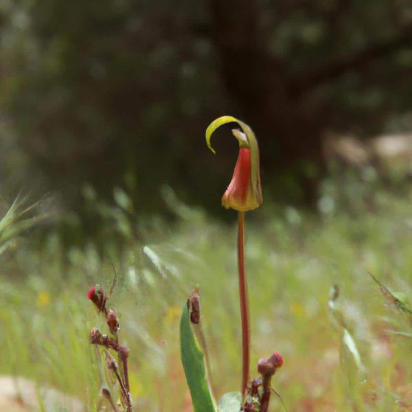 Ruyada Kasirga Gormek