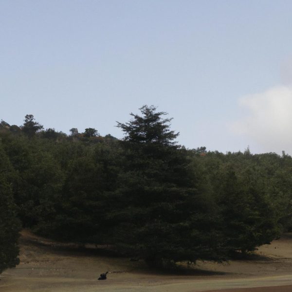 Ruyada Kayinvalidenin Gelinini Gormesi