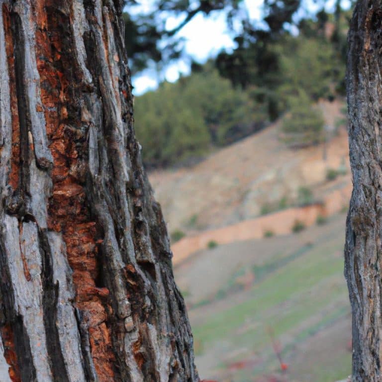 Ruyada Kayisi Agaci Gormek