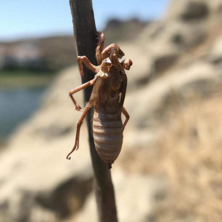 Ruyada Keciboynuzu Gormek