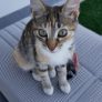 Ruyada Kedi Ile Konusmak