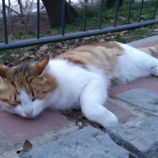 Ruyada Kedi Isirmasi Gormek