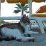 Ruyada Kedi Kovalamak