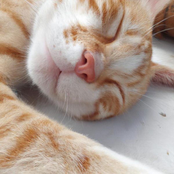 Ruyada Kedi Oldurmek Ne Demek