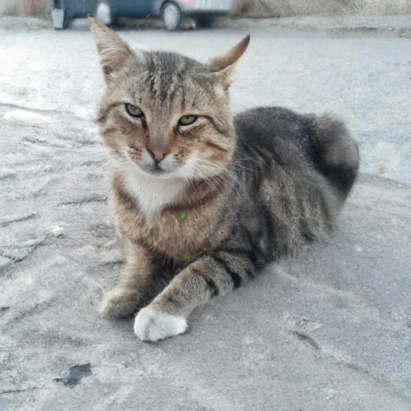 Ruyada Kedi Olusu Gormek