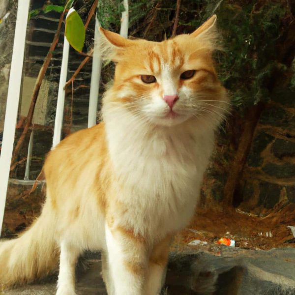 Ruyada Kedi Saldirisina Ugramak