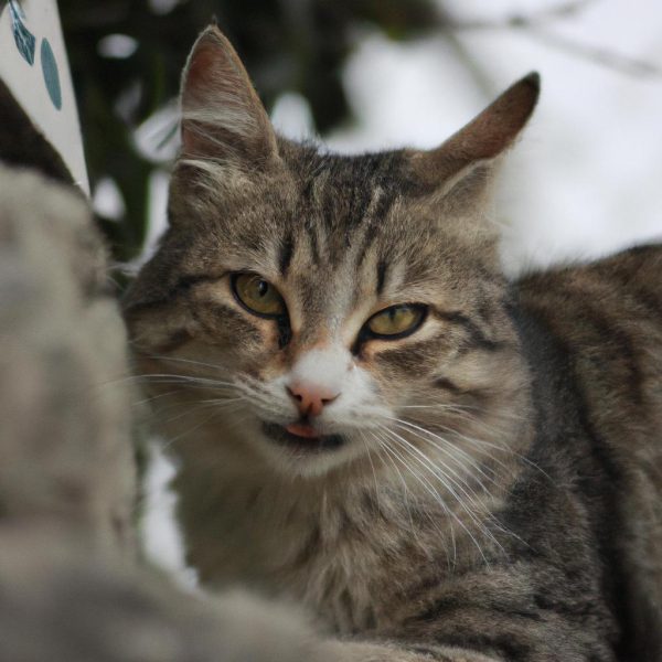 Ruyada Kedi Tirmalamasi