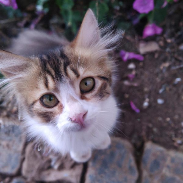 Ruyada Kedi Ve Fare Gormek