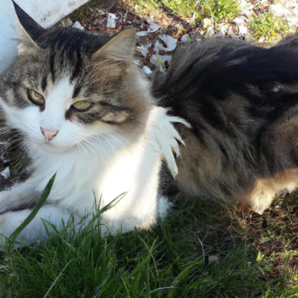 Ruyada Kedi Yikamak