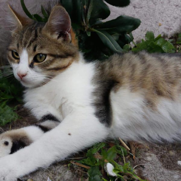 Ruyada Kedinin Dogurmasi