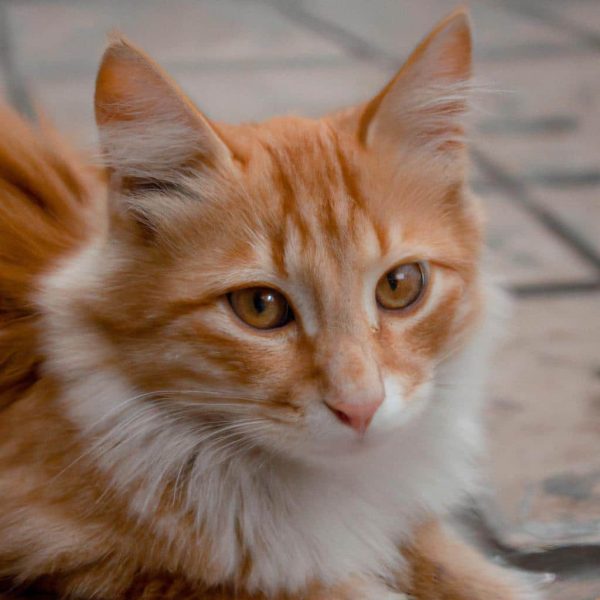 Ruyada Kedinin Oldugunu Gormek