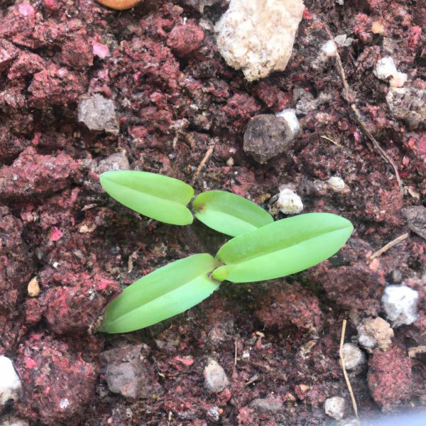 Ruyada Kefenli Birini Gormek