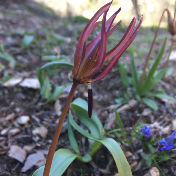 Ruyada Kendi Kucuklugunu Gormek