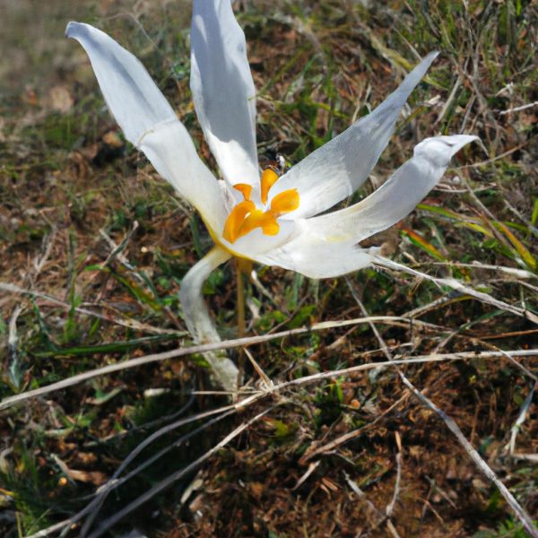 Ruyada Kesilmis Tirnak Gormek