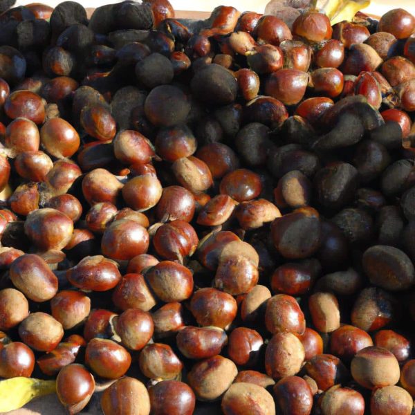 Ruyada Kestane Toplamak