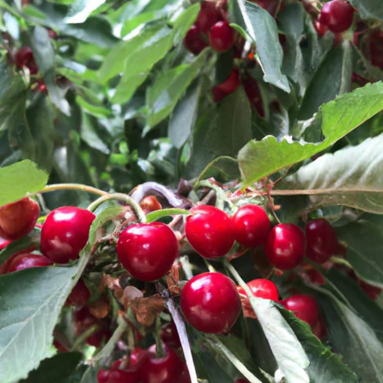 Ruyada Kiraz Agaci Gormek