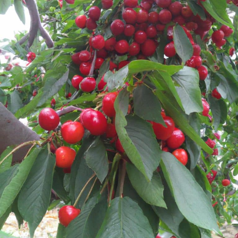 Ruyada Kiraz Toplamak