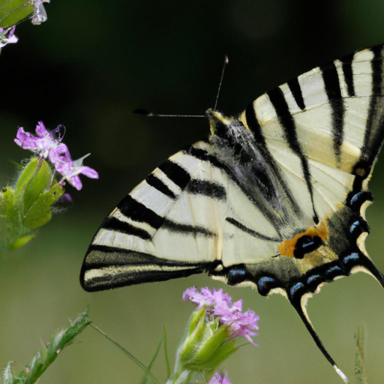 Ruyada Kirlangic Gormek