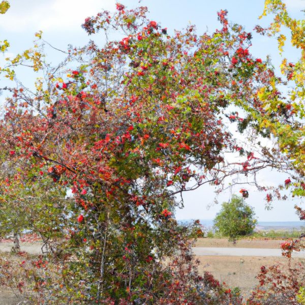 Ruyada Kirmizi At Gormek