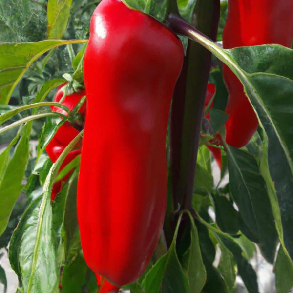 Ruyada Kirmizi Biber Gormek