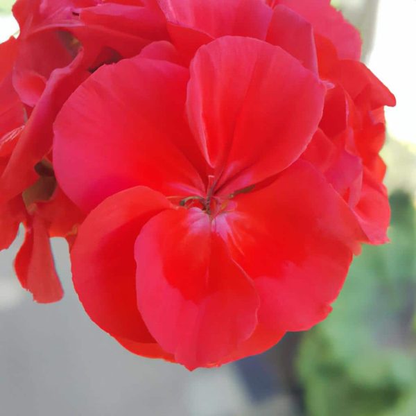 Ruyada Kirmizi Cicek Gormek