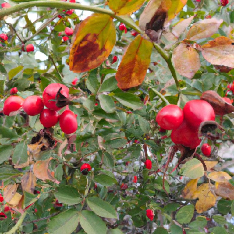 Ruyada Kirmizi Dut Gormek