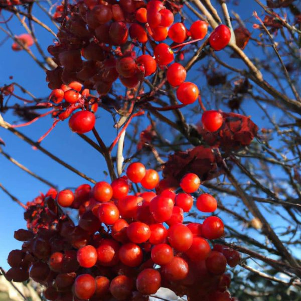 Ruyada Kirmizi Erik Gormek