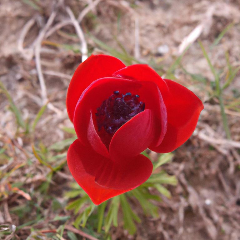 Ruyada Kirmizi Gomlek Giymek