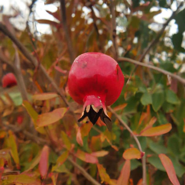 Ruyada Kirmizi Inek Gormek
