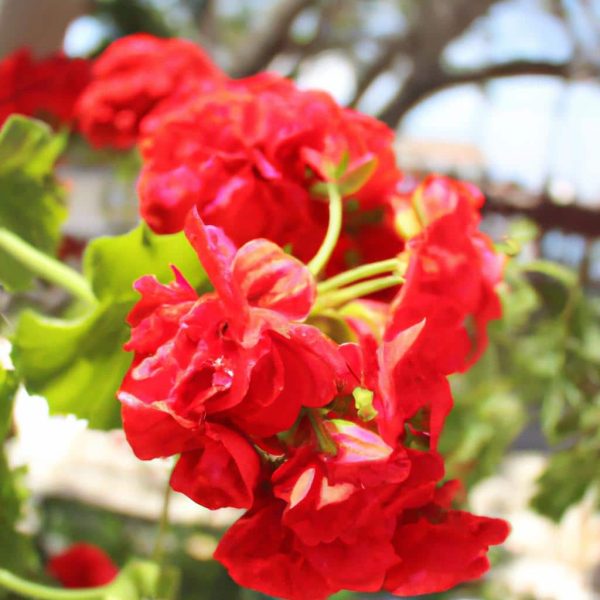 Ruyada Kirmizi Kurdele Gormek