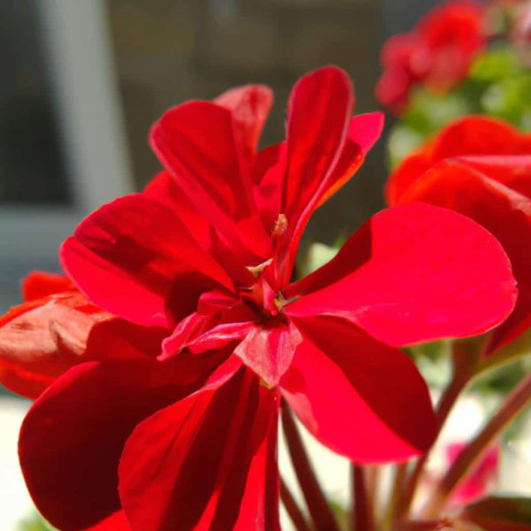 Ruyada Kirmizi Mercimek Gormek