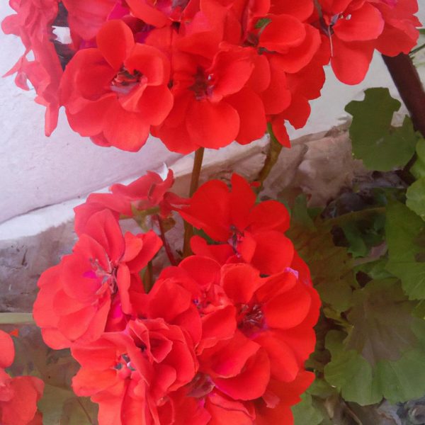 Ruyada Kirmizi Oje Surmek