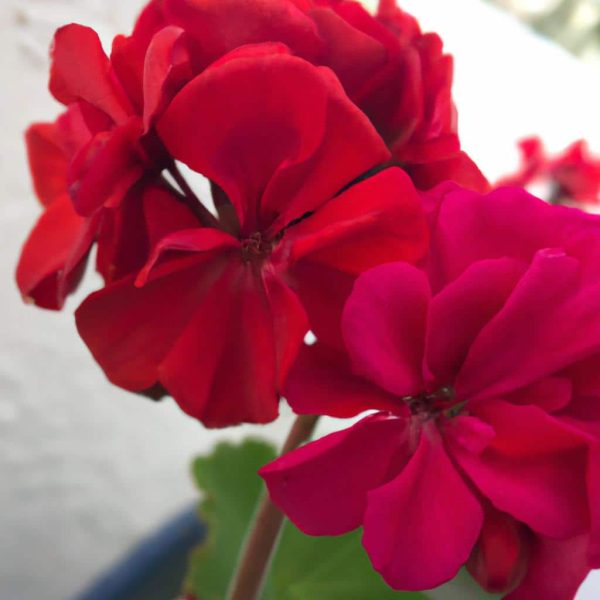 Ruyada Kirmizi Ruj Surmek