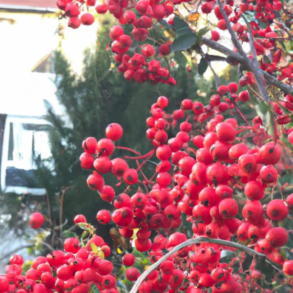 Ruyada Kirmizi Toprak Gormek