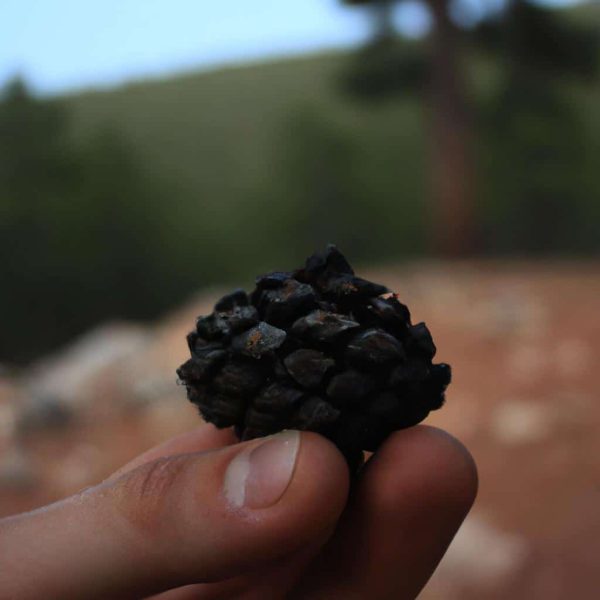 Ruyada Kirpik Gormek