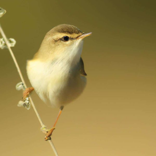 Ruyada Kizilcik Gormek