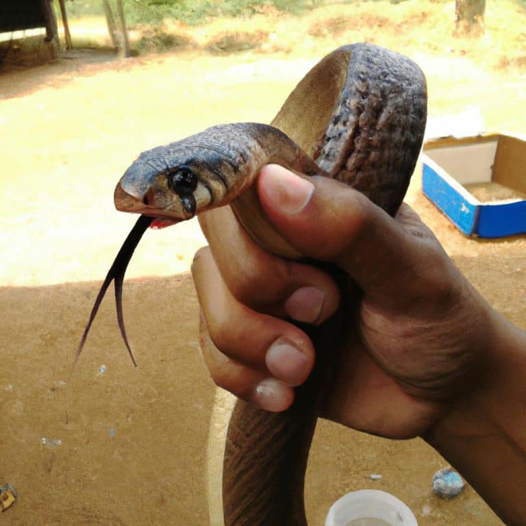 Ruyada Kobra Yilani Gormek