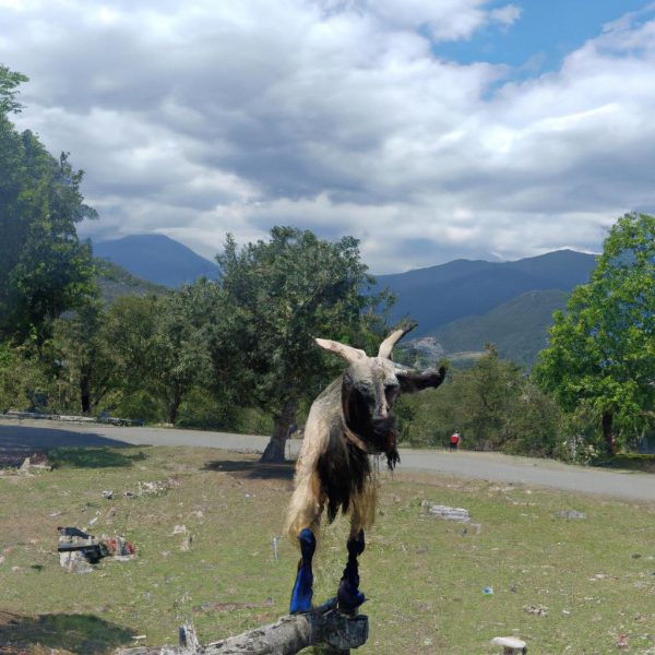 Ruyada Koc Gormek Ne Anlama Gelir