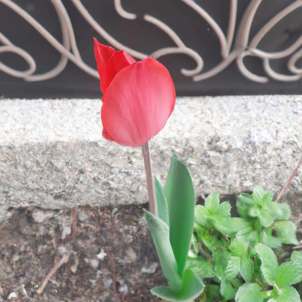 Ruyada Komsunun Oldugunu Duymak