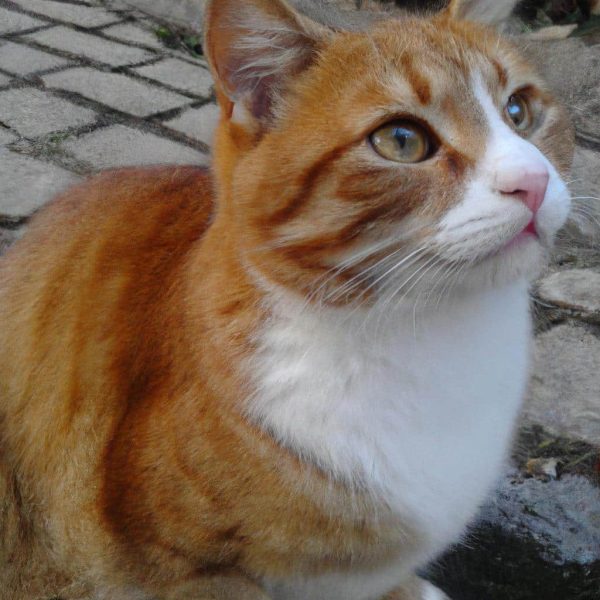 Ruyada Konusan Kedi Gormek