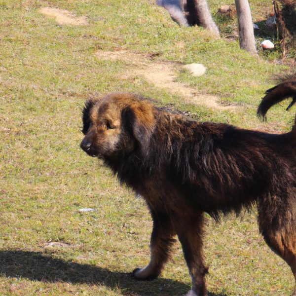 Ruyada Kopek Gormek Ne Demek