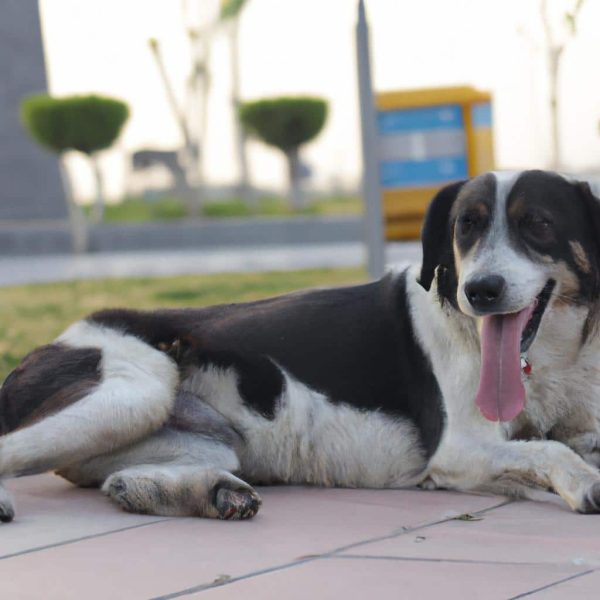 Ruyada Kopek Gormek Nedir