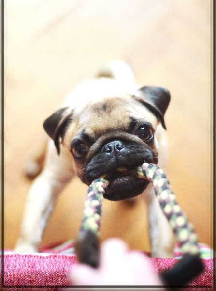 Rüyada Köpek Isırması